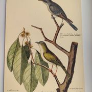 Gravure ancienne oiseau  -Preneur de Mouche- Planche zoologique de Seligmann & Catesby