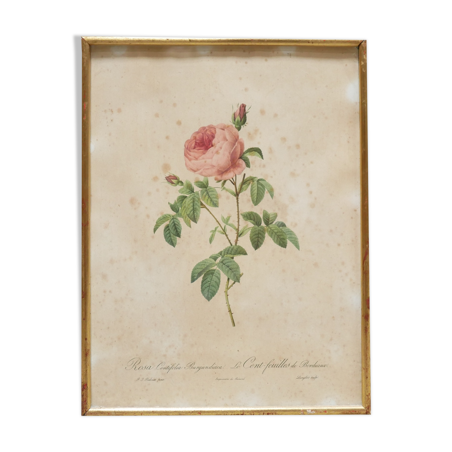 Vintage botanical poster Rosa Centifolia Burgundiaca by P.J.Redouté