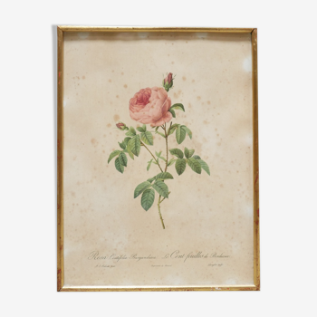 Affiche botanique vintage rosa centifolia burgundiaca par p.j.redouté