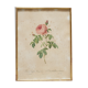 Vintage botanical poster Rosa Centifolia Burgundiaca by P.J.Redouté