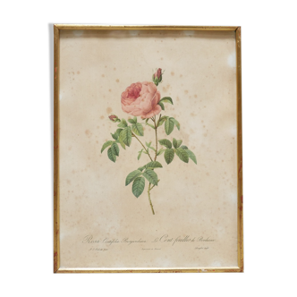 Vintage botanical poster Rosa Centifolia Burgundiaca by P.J.Redouté