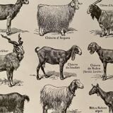 Lithograph on goats - 1920