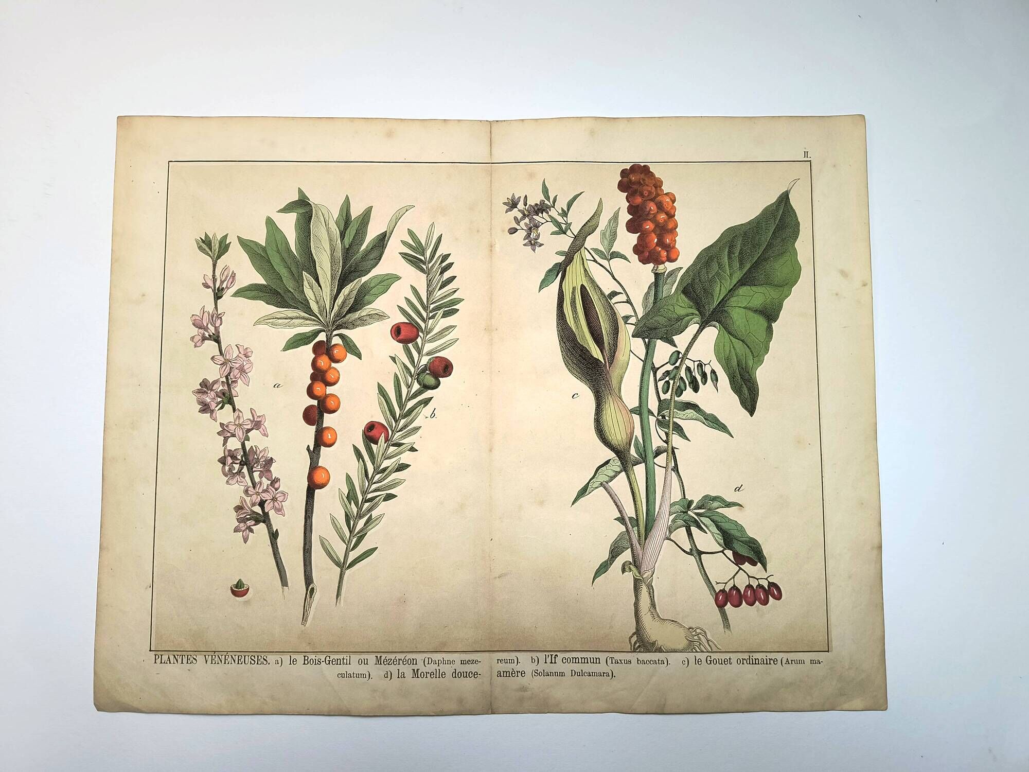 Botanical engraving from 1870 - Bois-Gentil and Yew - Lithograph of a plant