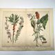 Botanical engraving from 1870 - Bois-Gentil and Yew - Lithograph of a plant