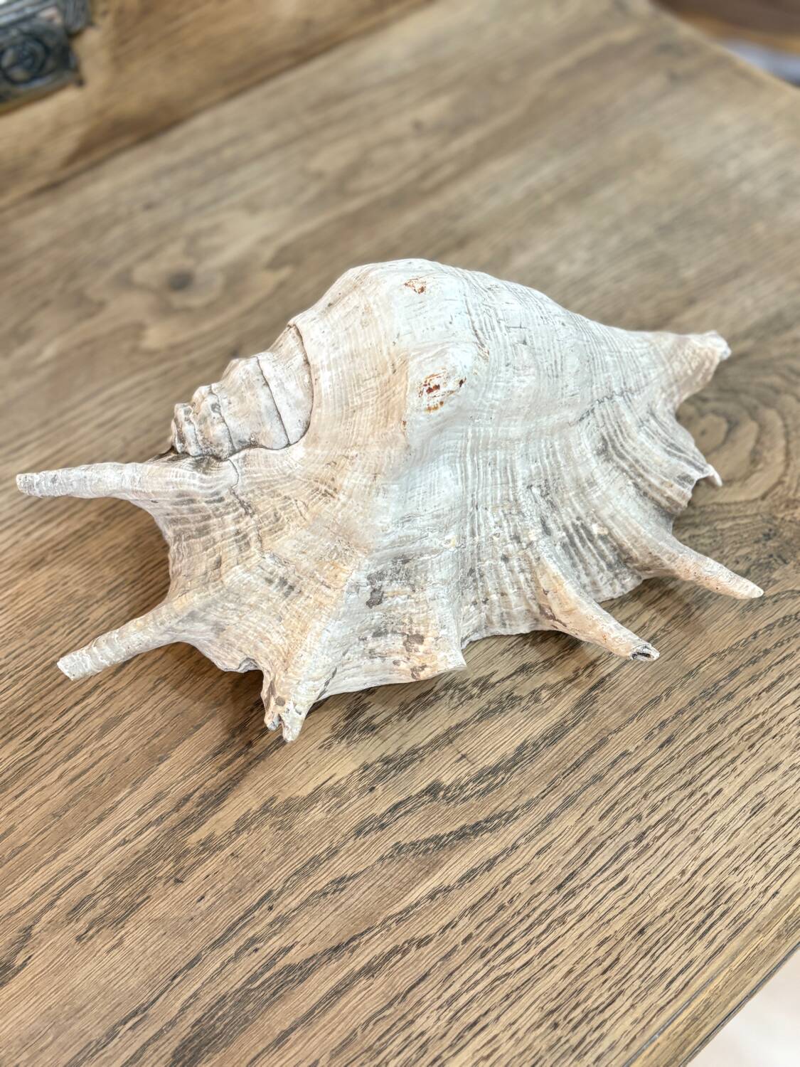 Large ancient blackcurrant shell