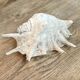 Large ancient blackcurrant shell