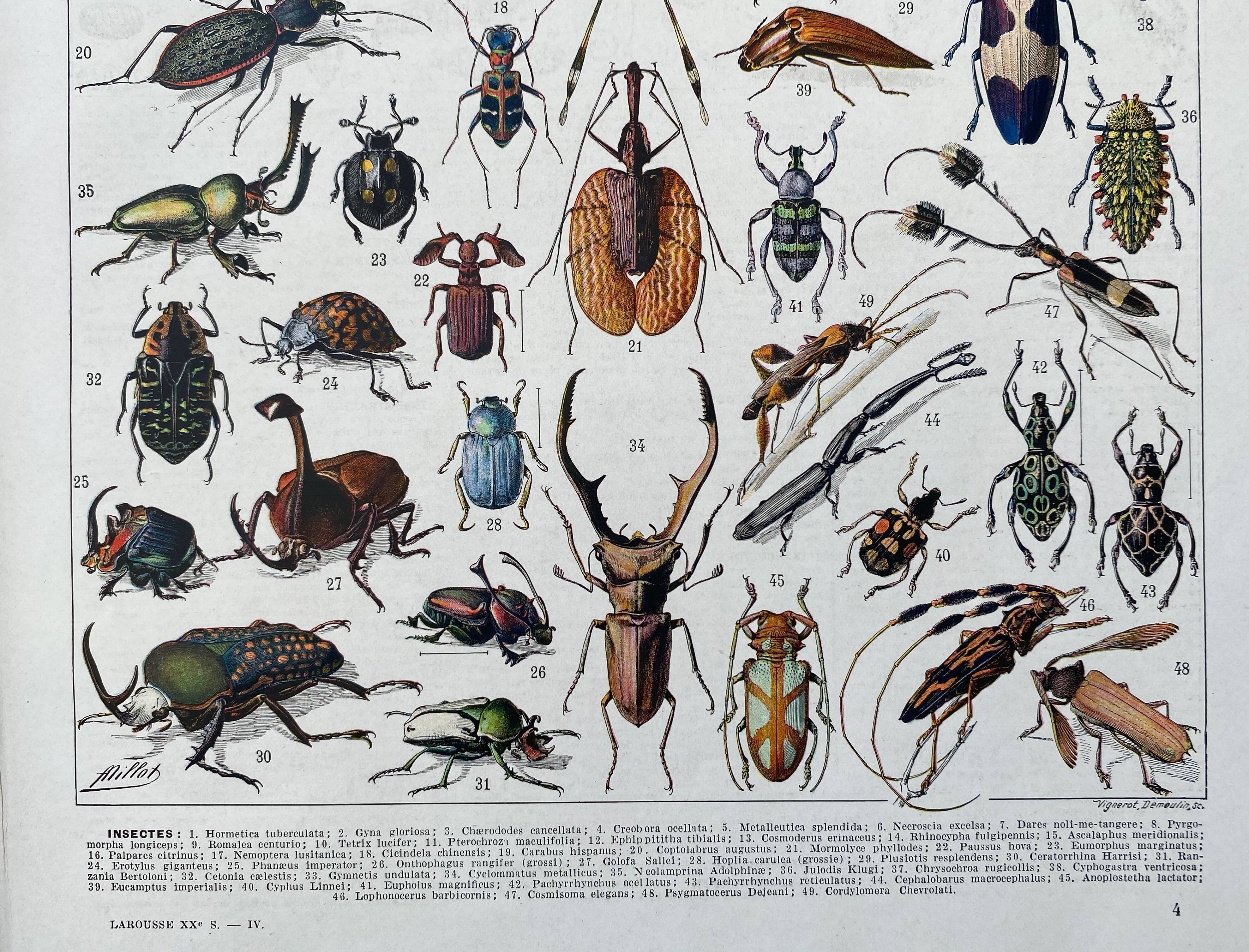 Illustration Millot "insects"