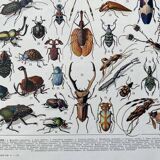 Illustration Millot "insects"