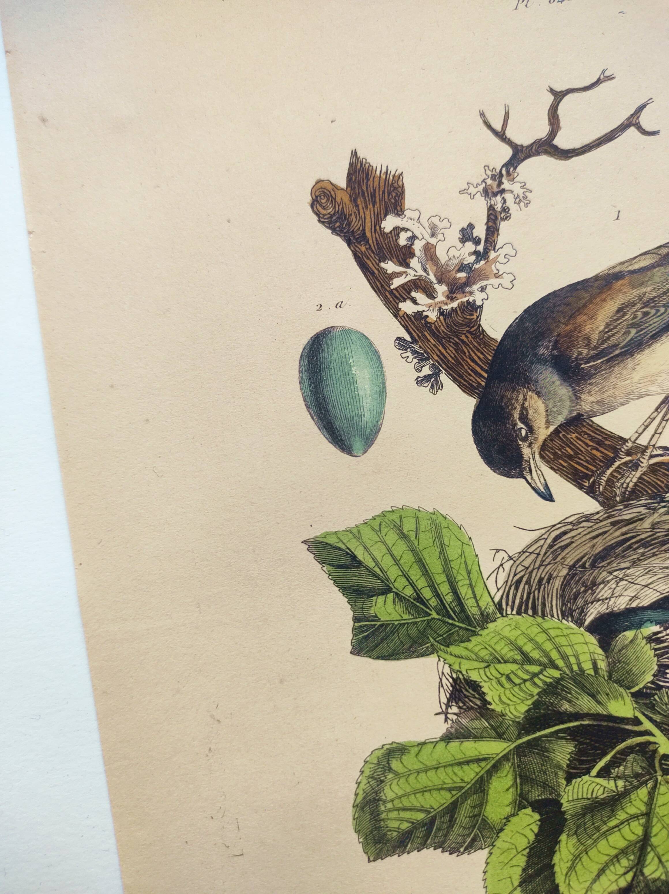 Old engraving from 1838 -Rossignol- Zoological hand-colored plate. Original. by Du Casse.