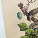Gravure ancienne de 1838 -Rossignol- Planche coloriée à la main zoologique. Original. de Du Casse.