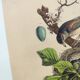 Old engraving from 1838 -Rossignol- Zoological hand-colored plate. Original. by Du Casse.