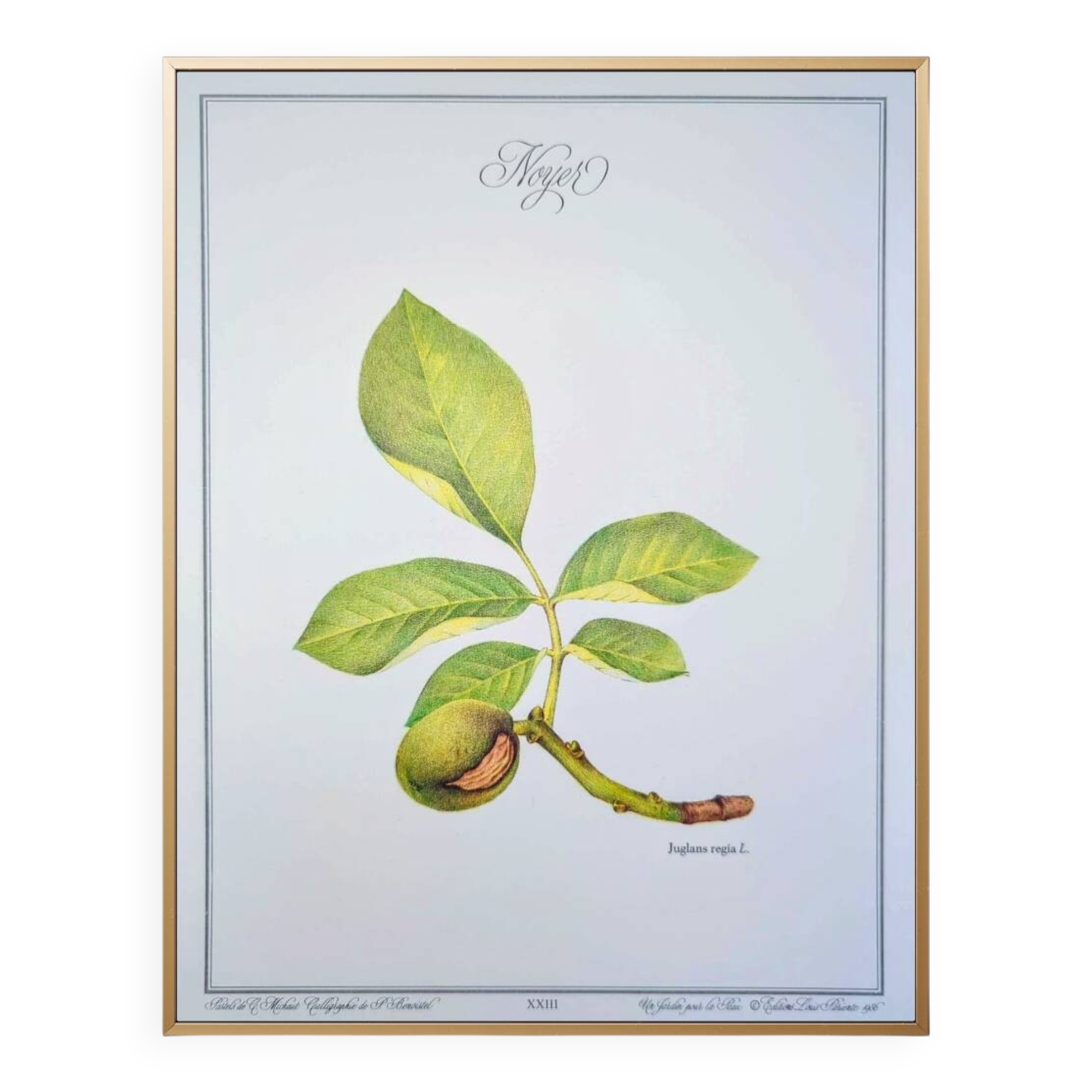 Printed in 1986, The Walnut Tree. Vintage Botanical