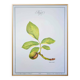 Printed in 1986, The Walnut Tree. Vintage Botanical