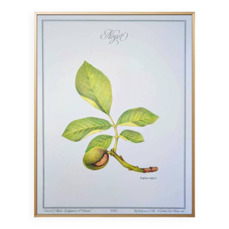 Printed in 1986, The Walnut Tree. Vintage Botanical