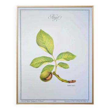 Printed in 1986, The Walnut Tree. Vintage Botanical