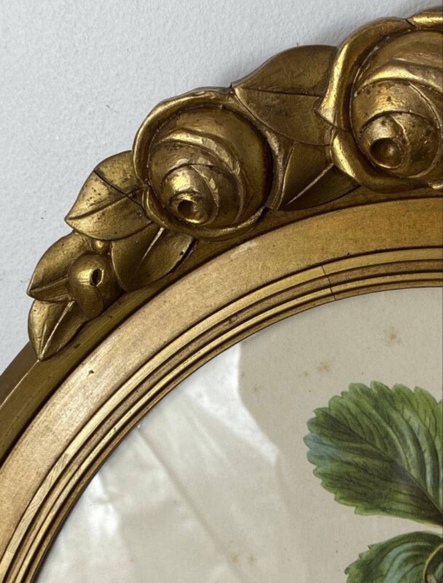 Framed botanical print of Fragaria Grandiflora