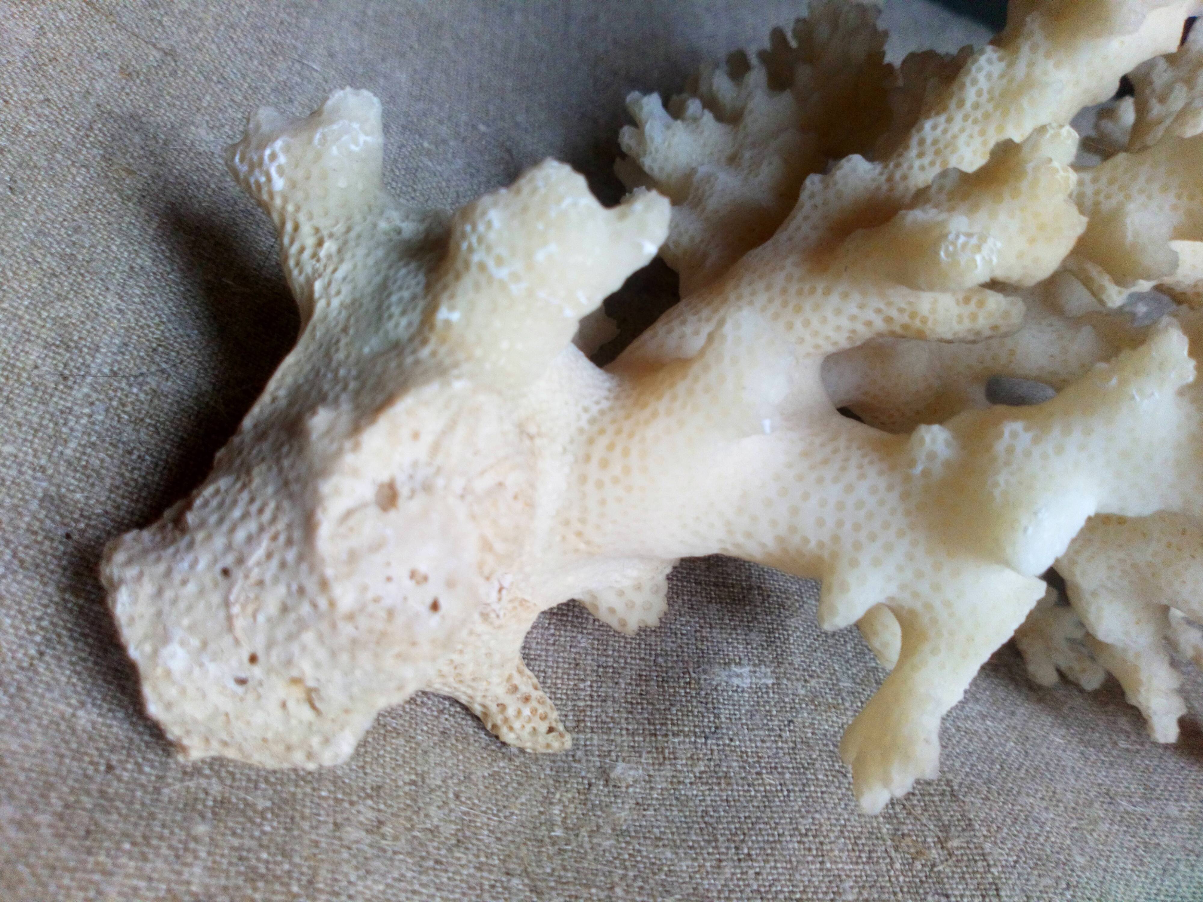 bouquet of ancient coral