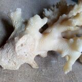 bouquet of ancient coral