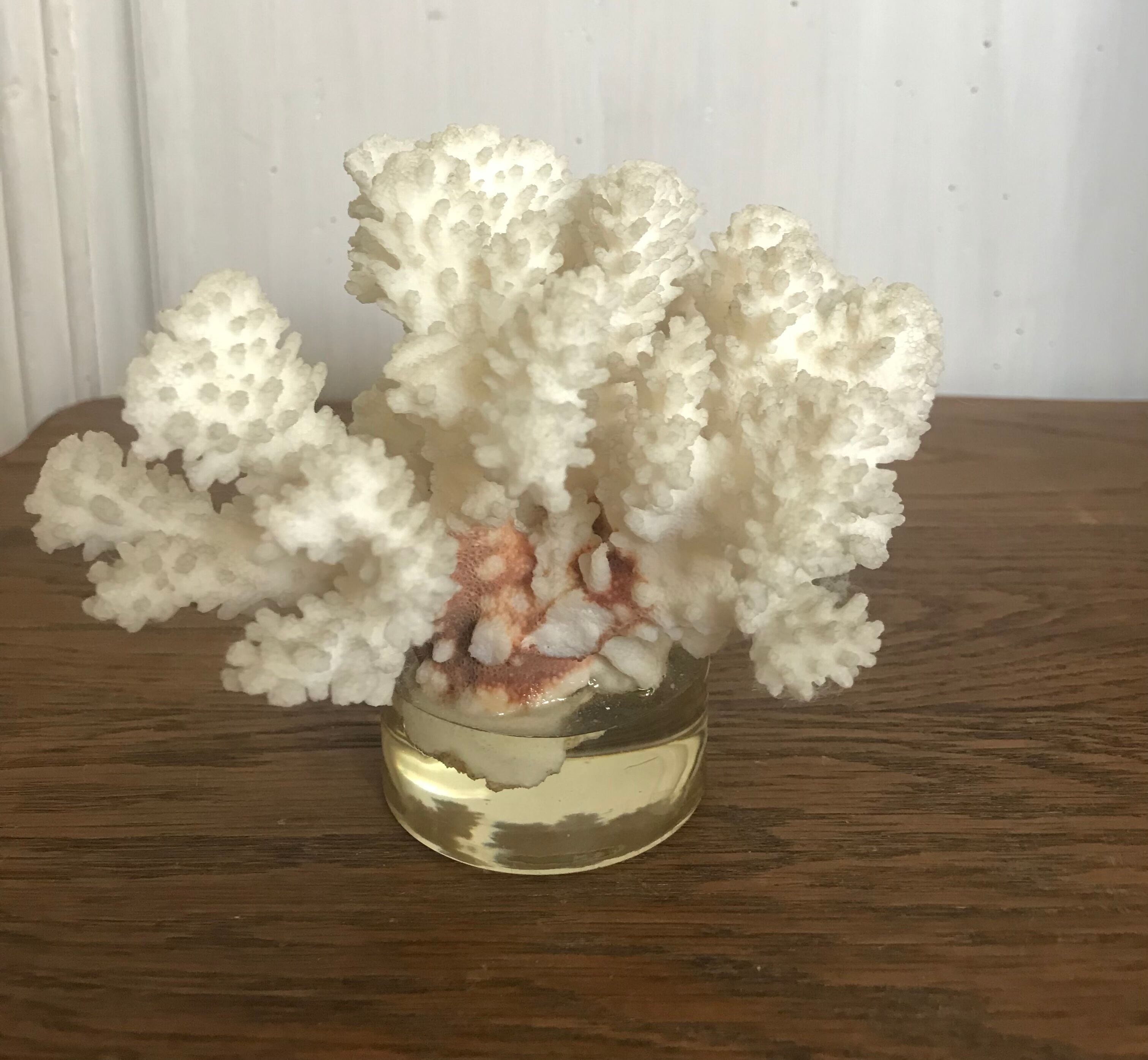 White coral