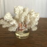 White coral