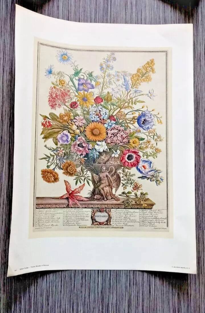 Lot of 19th century Floral Engravings - Vintage Art Print Flowers - 12 months - Robert Furber