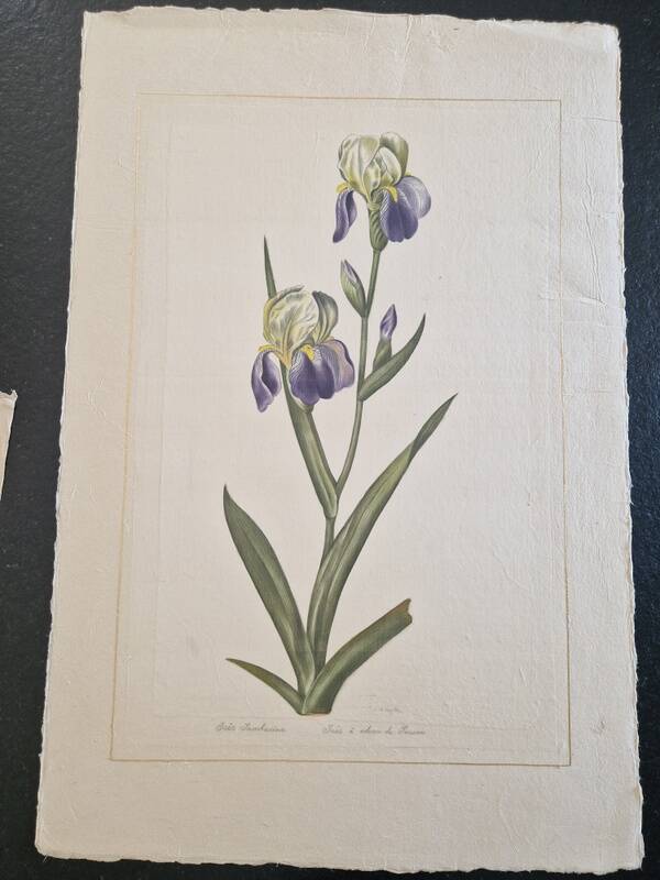Dessin à l'aquarelle sur soie - Iris - La Roche Laffitte (Né en 1943)