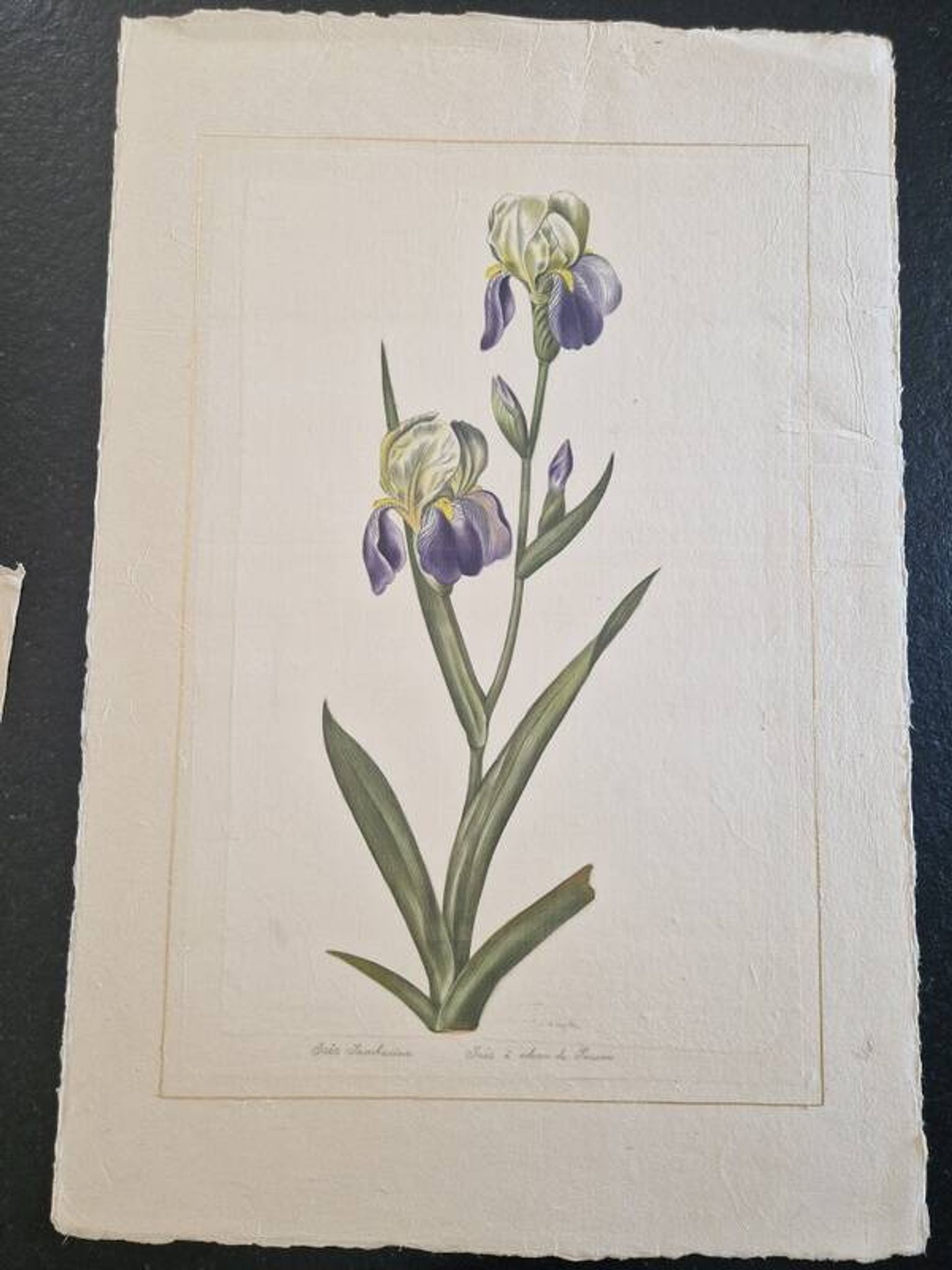 Dessin à l'aquarelle sur soie - Iris - La Roche Laffitte (Né en 1943)