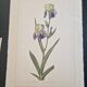 La Roche Laffitte (Born in 1943) - Watercolour drawing on silk - Iris