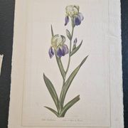 Dessin à l'aquarelle sur soie - Iris - La Roche Laffitte (Né en 1943)