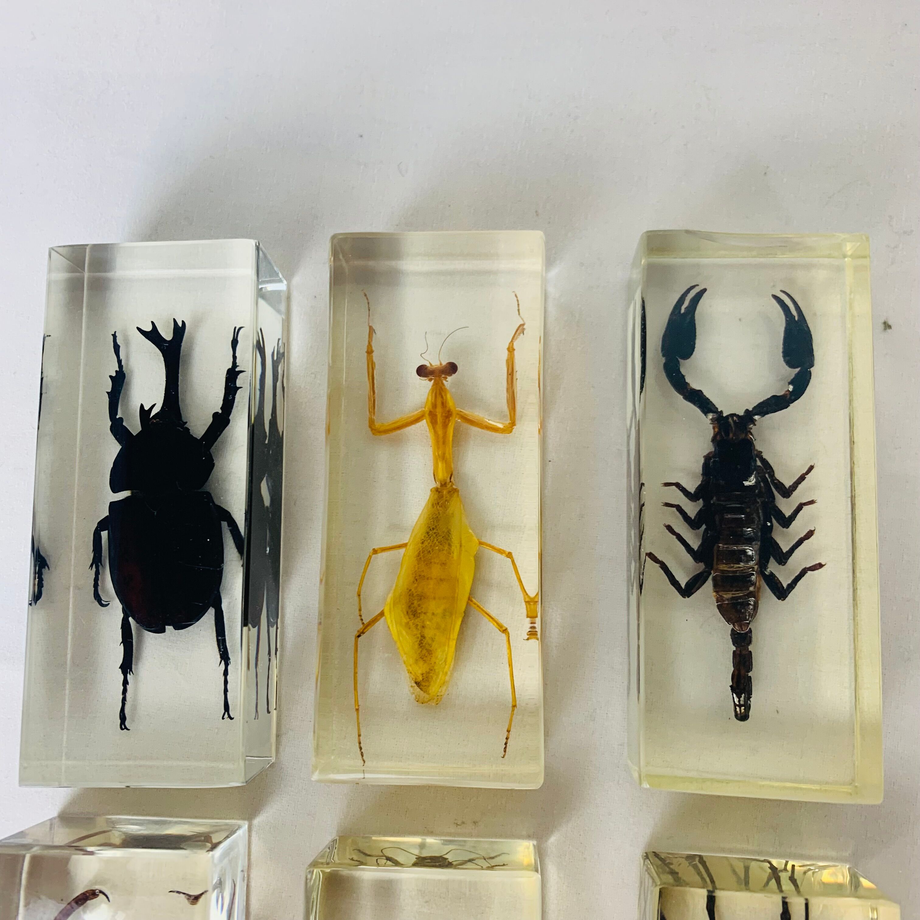 6 insects resin object of curiosity