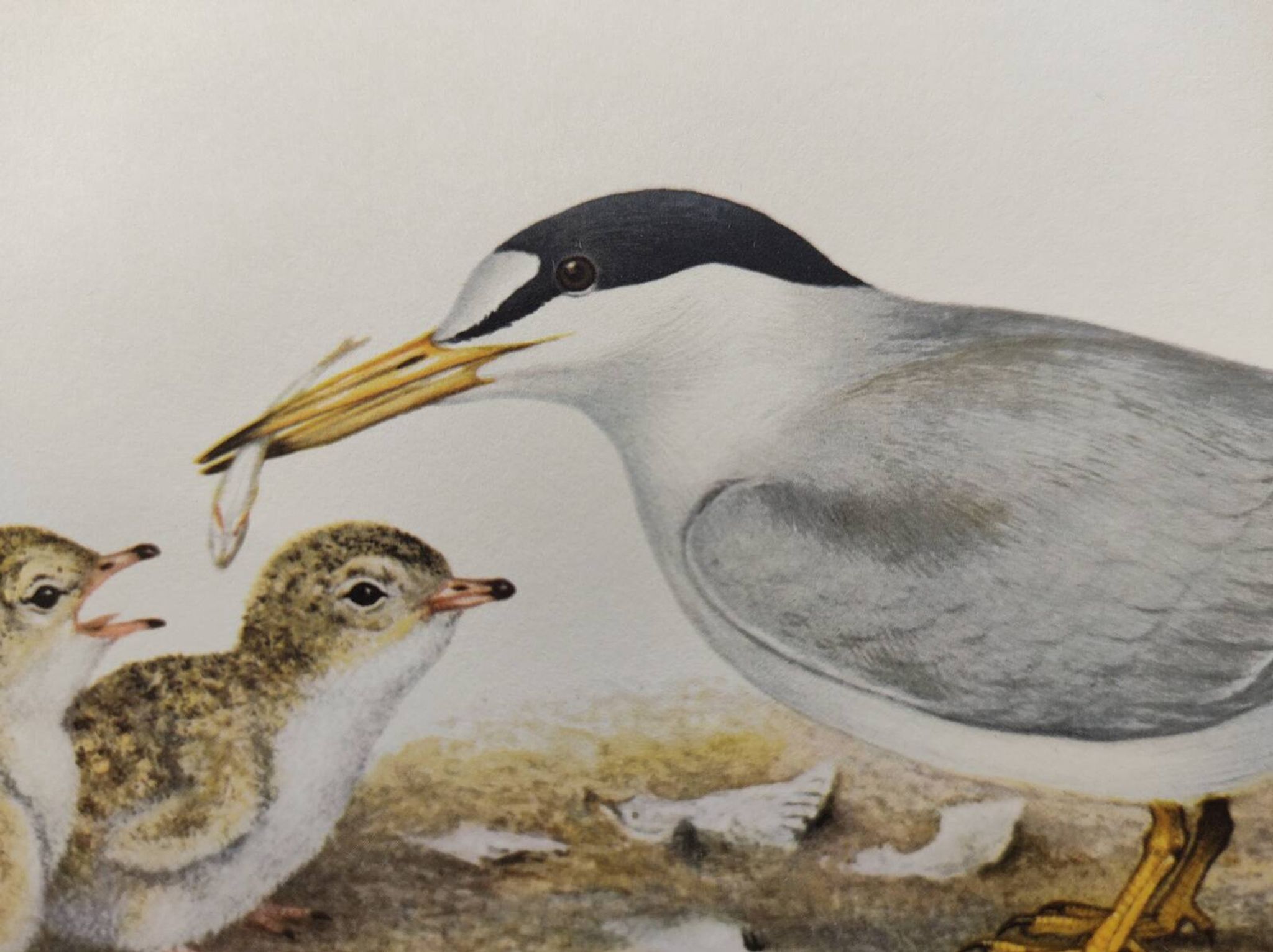 Planche ancienne ornithologie 1960 - Sterne Naine - Illustration plage mer