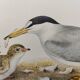 Old ornithology plate 1960 - Little Tern - Illustration beach sea