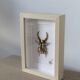 Hand-embroidered insect tableau (unique piece)
