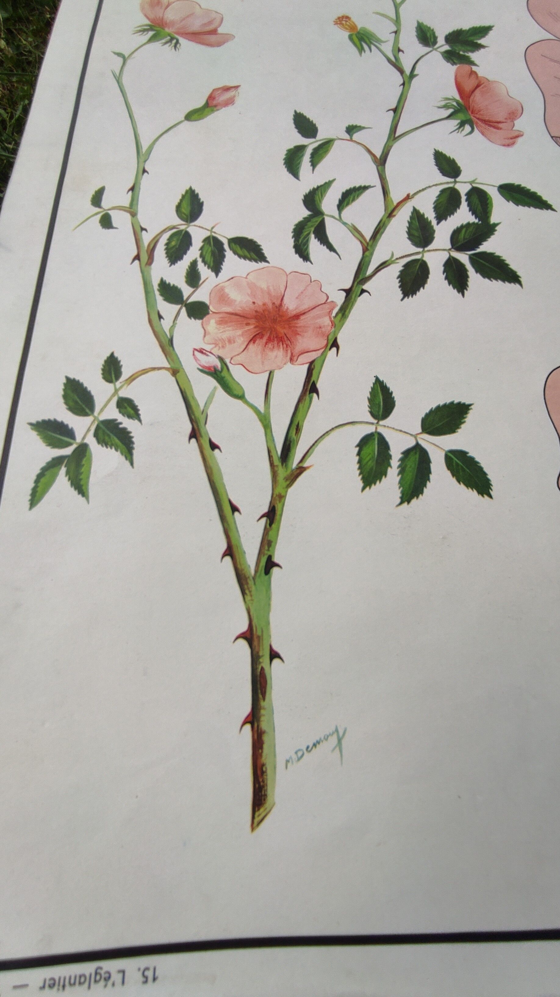 Botanical school poster Montmorillon 15 & 16