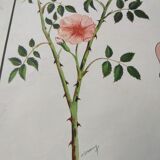 Botanical school poster Montmorillon 15 & 16