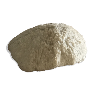 White coral 25 cm
