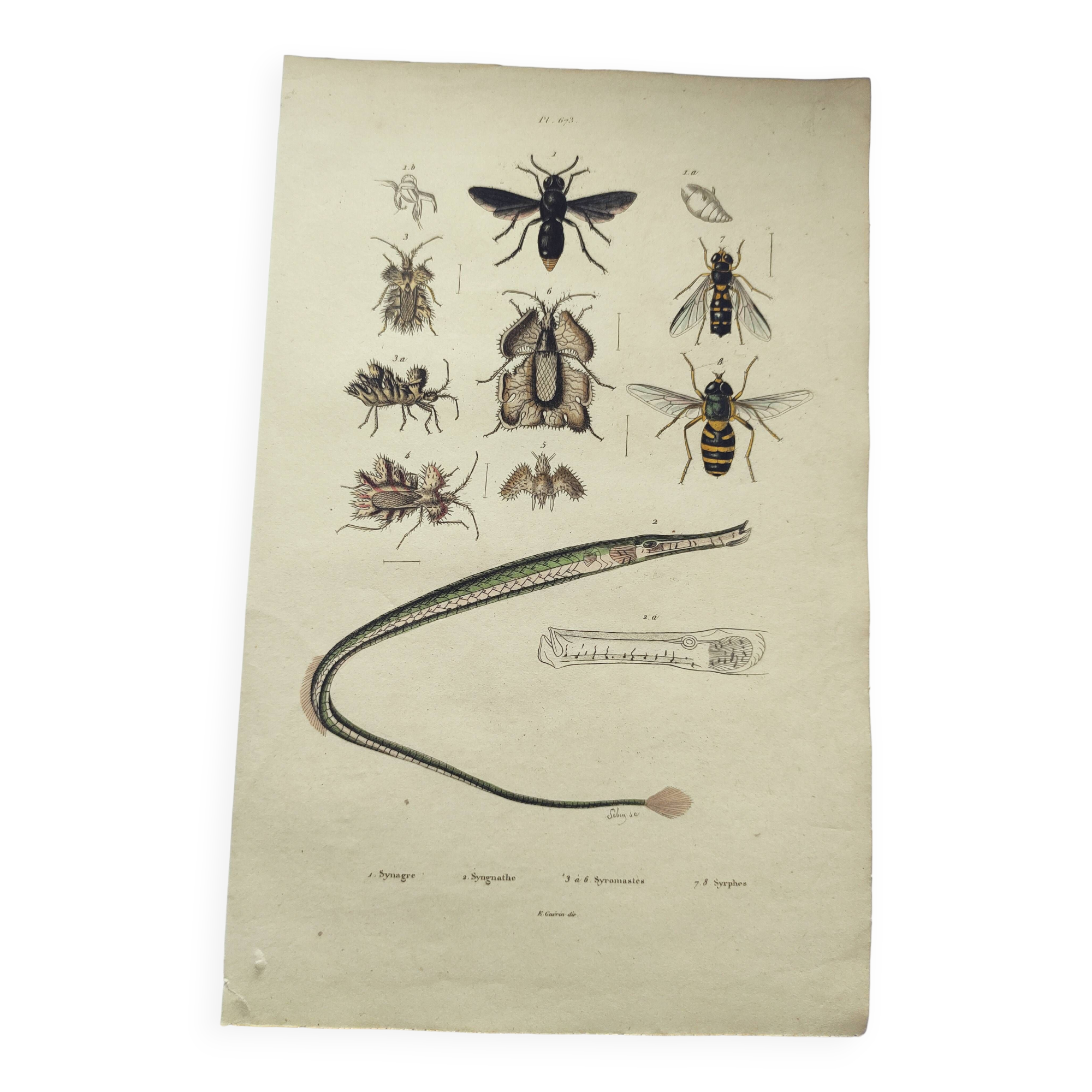 Gravure ancienne de 1838 -Syngnathe anguille- Planche coloriée à la main zoologique et abeille