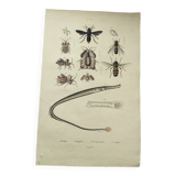 Old engraving from 1838 - Eel pipefish - Zoological and bee hand-colored board