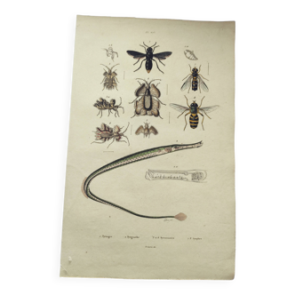 Old engraving from 1838 - Eel pipefish - Zoological and bee hand-colored board