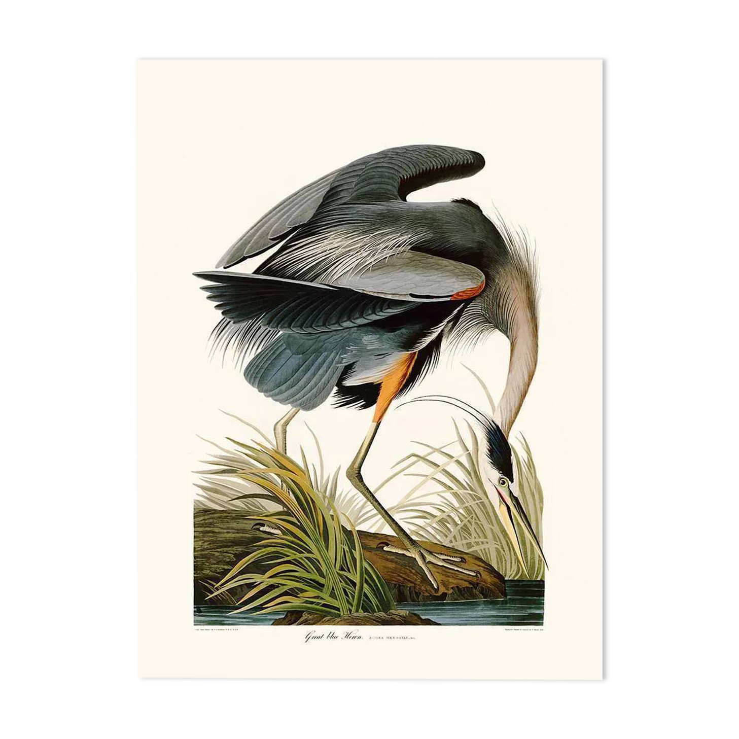 Vintage illustration of a grey heron, great heron in shades of blue.