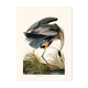 Vintage illustration of a grey heron, great heron in shades of blue.