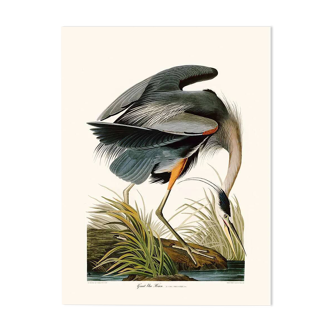 Vintage illustration of a grey heron, great heron in shades of blue.