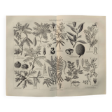 Planche ancienne - plante utile - illustration originale de 1909