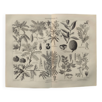 Planche ancienne - plante utile - illustration originale de 1909