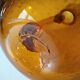 Duo of blown glass carafes – Biot signed – Bubbled amber glass