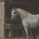 Tableau cheval