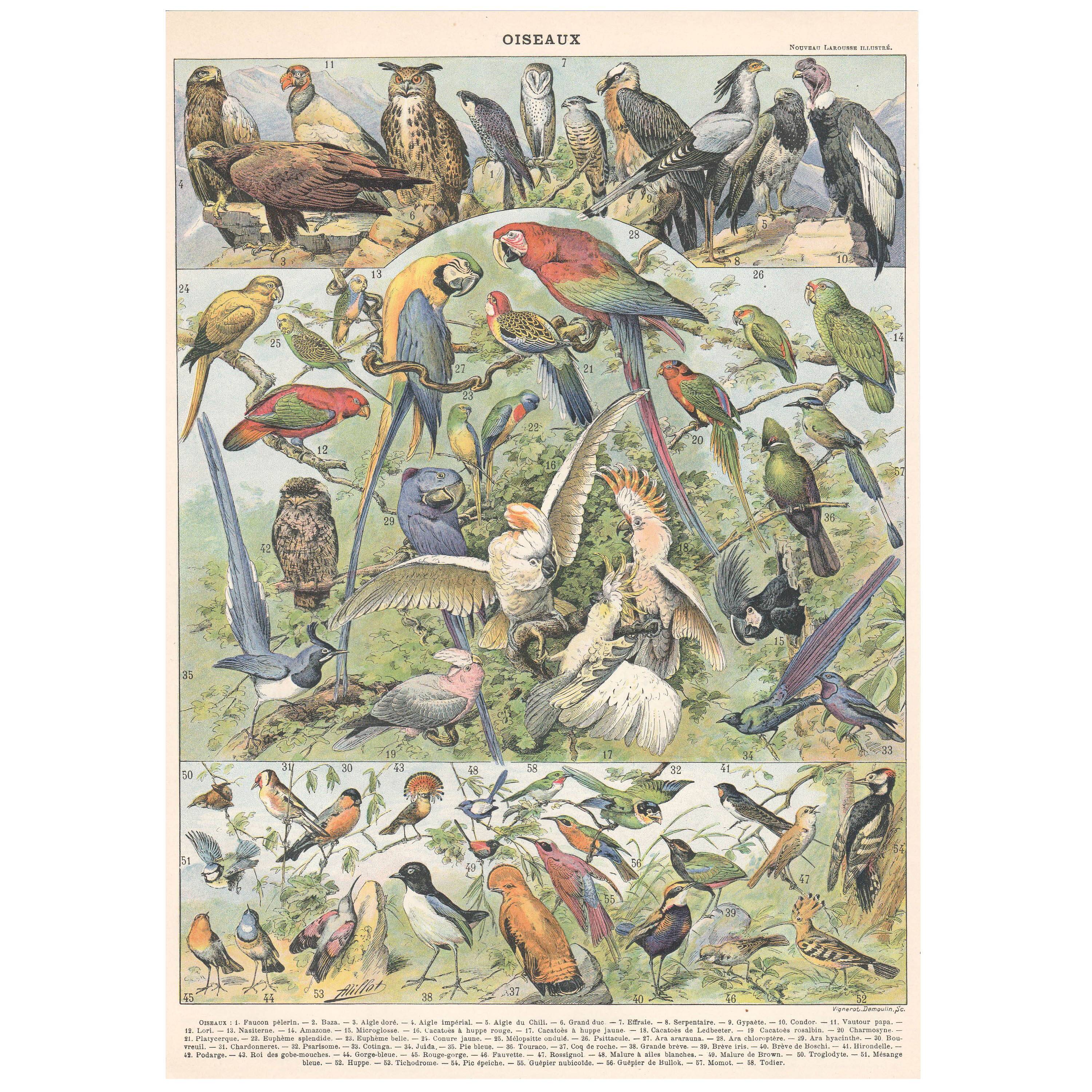 Planche lithographie les oiseaux 1900
