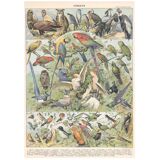 Lithograph plate of birds 1900