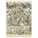 Planche lithographie les oiseaux 1900