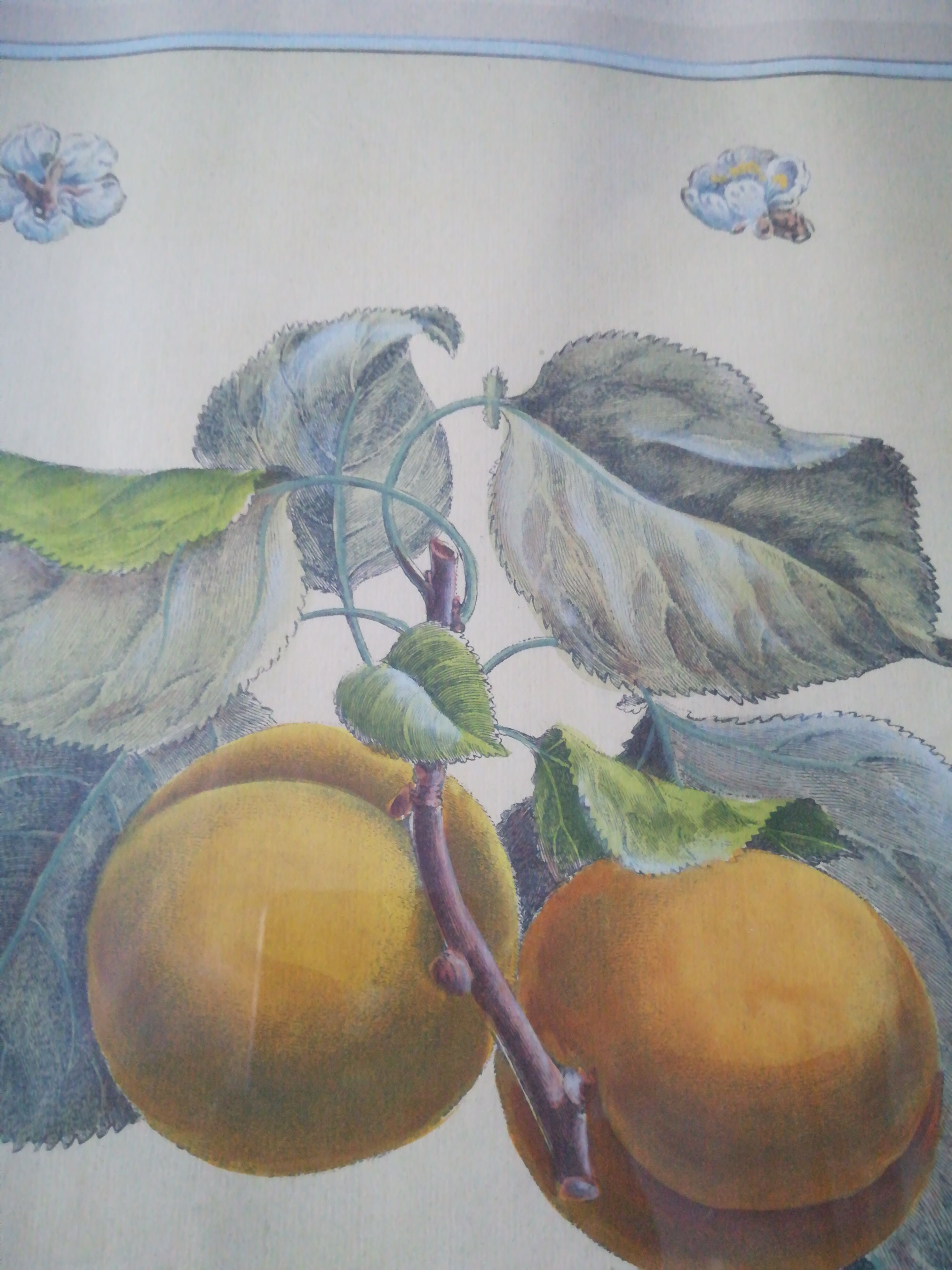 Framed botanical poster